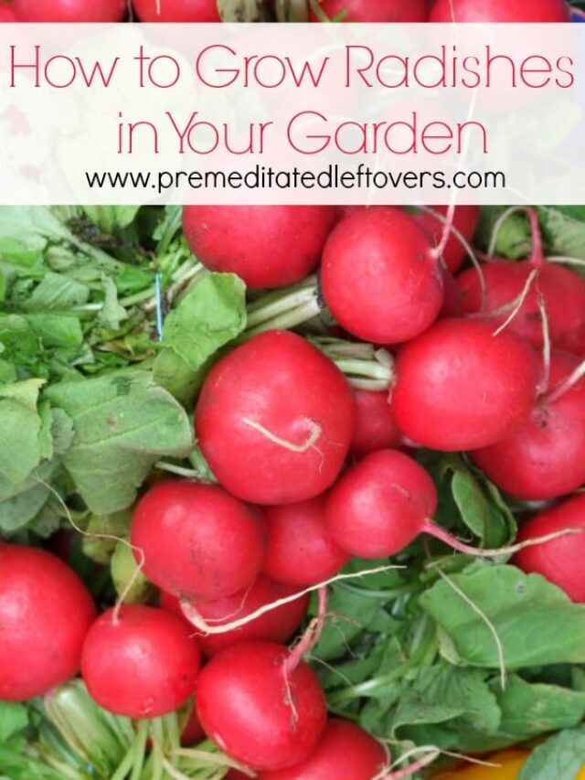 How to Grow Radishes in Your Garden Story