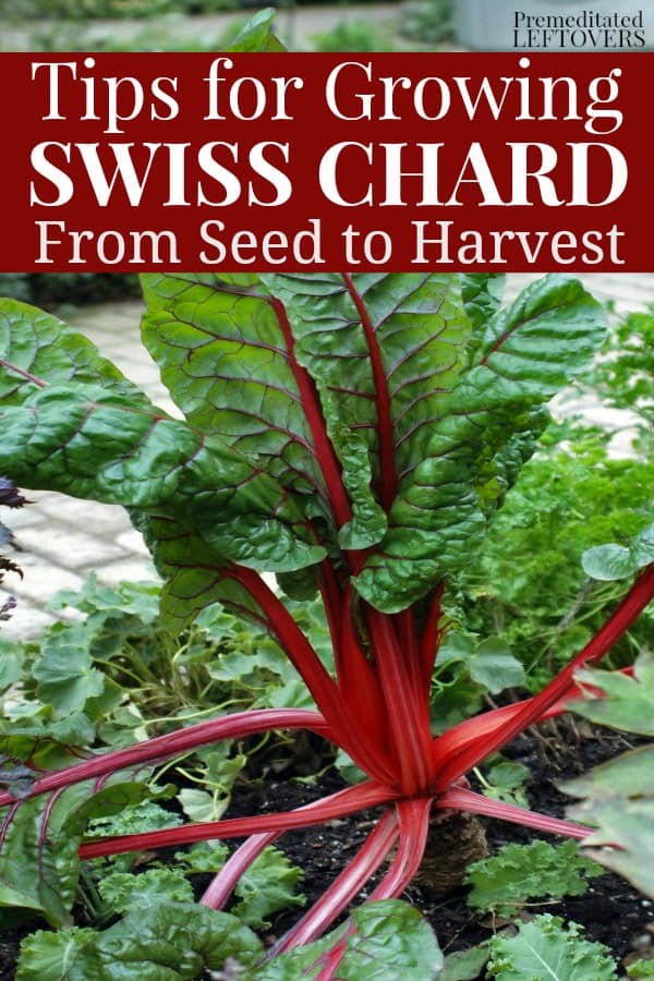 Tips for Growing Swiss Chard in Your Garden