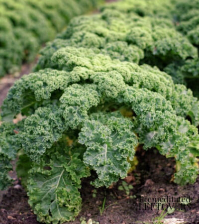 growing kale in a garden