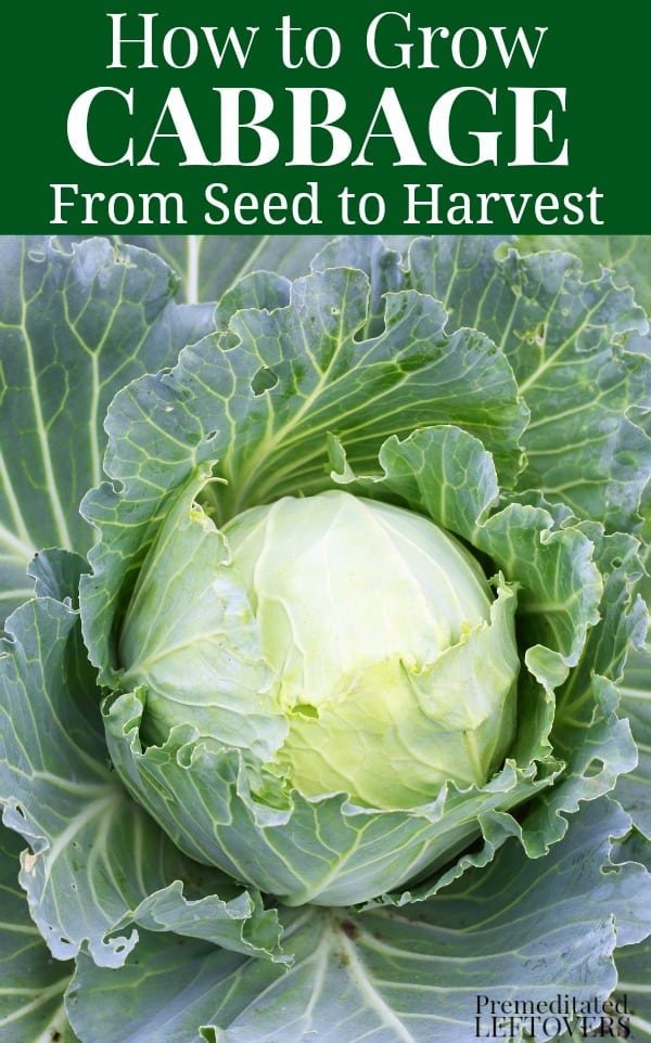 Gardening tips on how to grow cabbage from seed to harvest in your vegetable garden this summer.