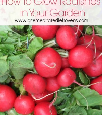 How to Grow Radishes in Your Garden: Tips for growing radishes from seed, how to transplant and care for radish seedlings, when and how to harvest radishes.