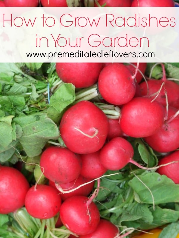 How to Grow Radishes in Your Garden: Tips for growing radishes from seed, how to transplant and care for radish seedlings, when and how to harvest radishes.