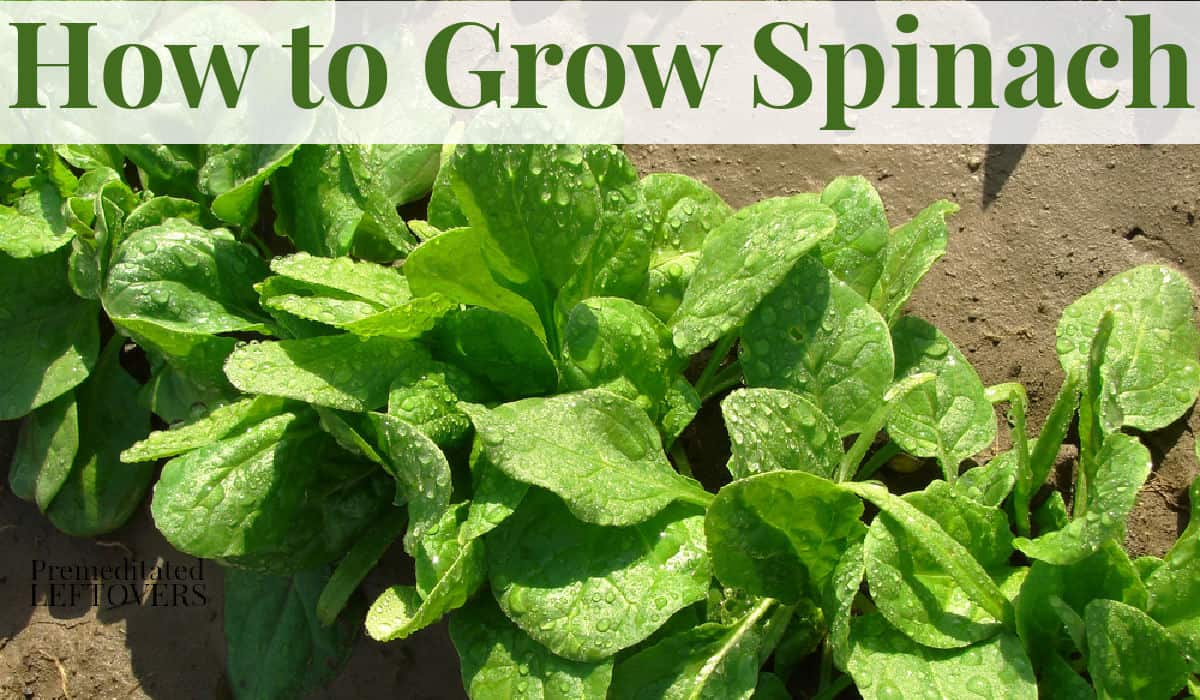 Tips For Growing Spinach In Your Garden This Year