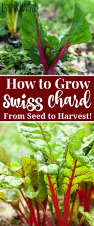 how to grow swiss chard from seed to harvest in your vegetable garden