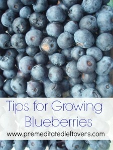 Tips for Growing Blueberries in Your Garden - From Planting to Harvest
