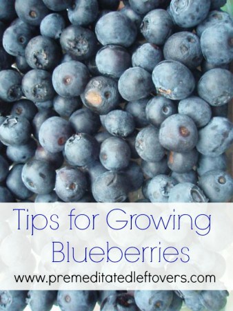 Tips for Growing Blueberries in Your Garden - From Planting to Harvest