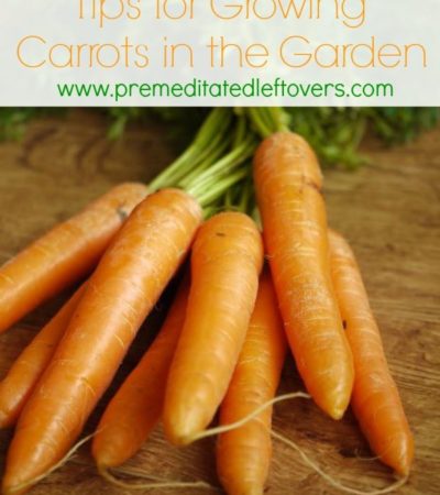Tips for Growing Carrots in the Garden