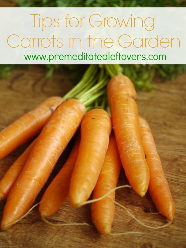 Tips for Growing Carrots in the Garden, including how to start carrot seeds, how to transplant and care for carrot seedlings, and how to harvest carrots.