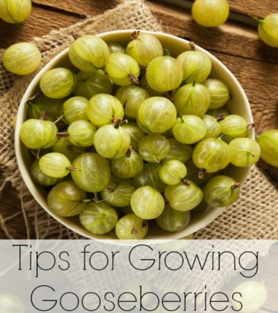 Tips for Growing Gooseberries