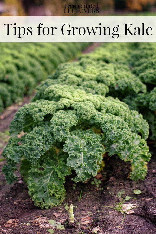 Tips for Growing Kale in Your Garden including how to grow kale from seed, when to plant kale, how to transplant kale, & when and how to harvest kale plants.