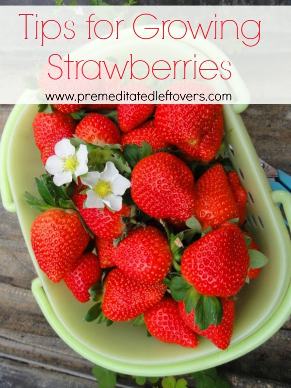 Tips for Growing Strawberries, including how to plant strawberries, how to grow strawberries in containers, and when to harvest strawberries.