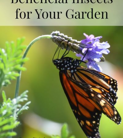 Beneficial Insects for Your Garden