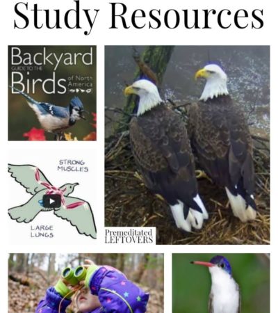 Bird Unit Study Resources including tools to teach about all kinds of birds, books about birds, bird lap-books and online bird resources.