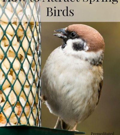 How to Attract Spring Birds