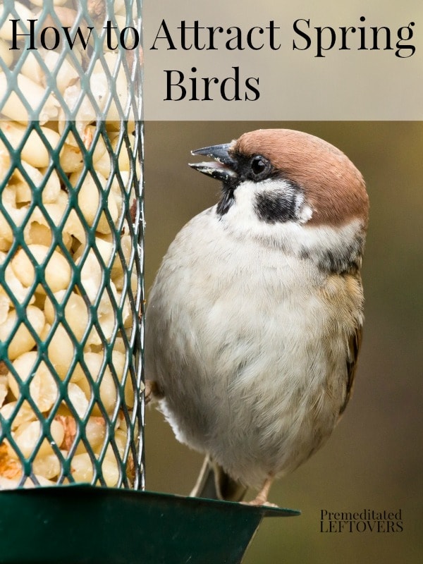 How to Attract Spring Birds - Having a yard full of songbirds is one of the highlights of spring. Here are some ways to attract spring birds to your yard.