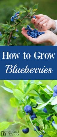 Tips for Growing Blueberries, including how to plant blueberries, how to grow blueberries in containers, and when to harvest blueberries.