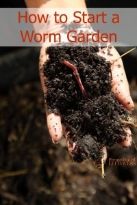 How to Start a Worm Garden