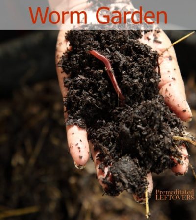 How to Start a Worm Garden