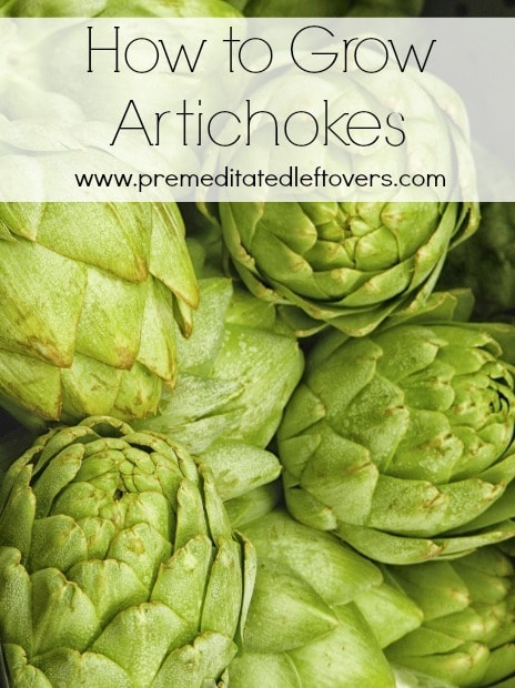 How to Grow Artichokes, including how to plant artichoke seedlings, how to plant artichokes in containers, and how to care for artichoke seedlings.