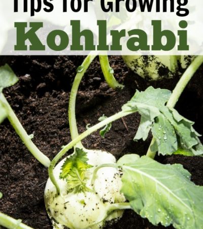 Tips for Growing Kohlrabi in Your Garden, including how to grow kohlrabi from seeds, how to care for kohlrabi seedlings, and how to harvest kohlrabi.