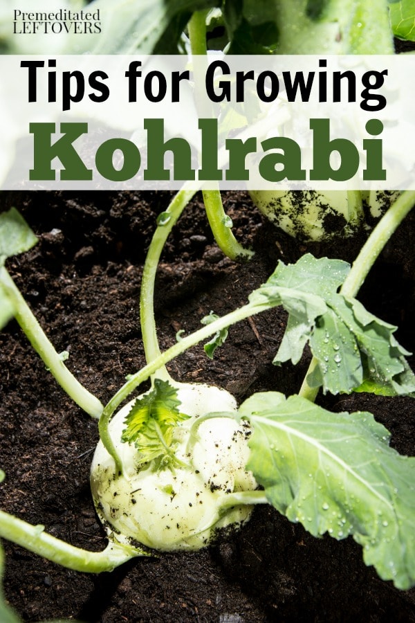 Tips for Growing Kohlrabi in Your Garden