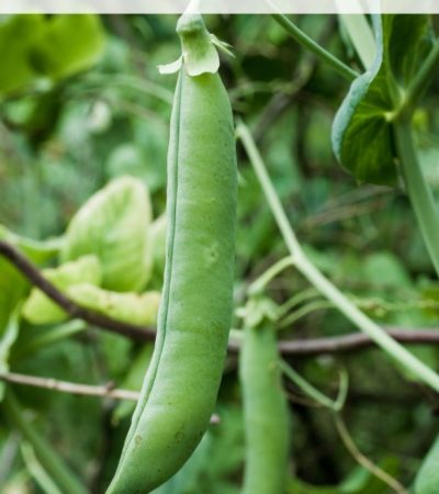 Tips for Growing Peas in Your Garden: How to grow peas from seed, how to transplant pea seedlings, how to care for pea plants, when and how to harvest peas.