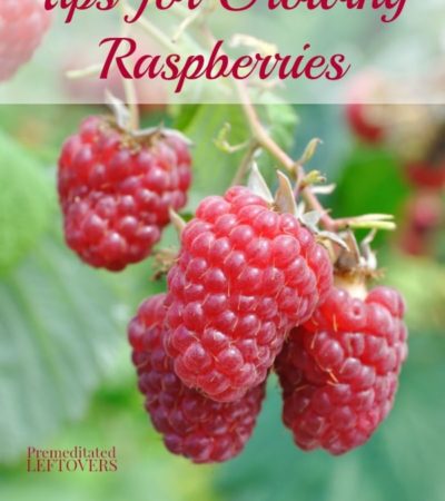 Tips for Growing Raspberries