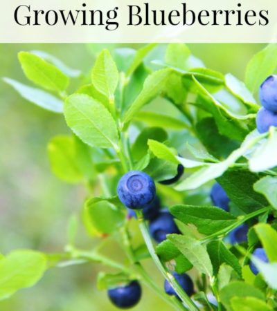 Tips for growing blueberries