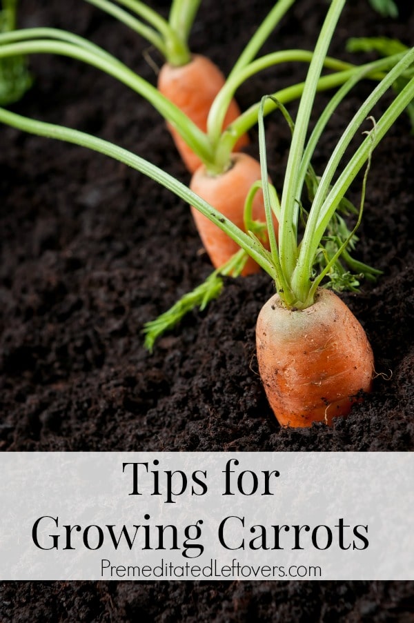 Tips for Growing Carrots in the Garden, including how to start carrot seeds, how to transplant and care for carrot seedlings, and how to harvest carrots.