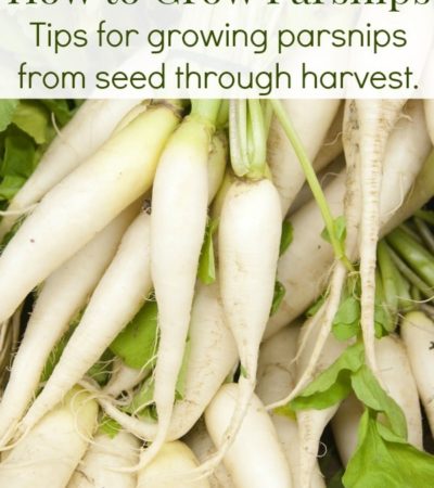 Tips for growing parsnips from seed through harvest