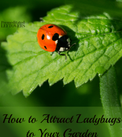 How to Attract Ladybugs to Your Garden