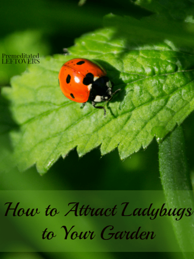 How To Attract Ladybugs To Your Garden Story