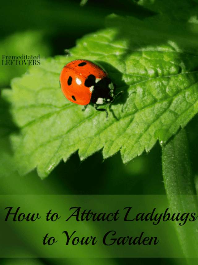 How to Attract Ladybugs to Your Garden (and Actually Keep Them Around) –  Garden Betty