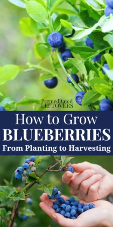 how to grow blueberries - from planting blueberry bushes to harvesting the blueberries