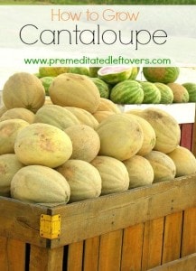 How to Grow Cantaloupe