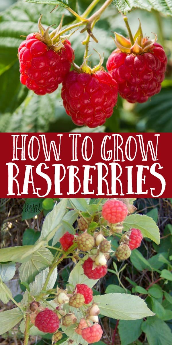 Tips for Growing Raspberries