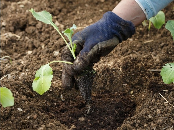 how to plant cauliflower seedlings