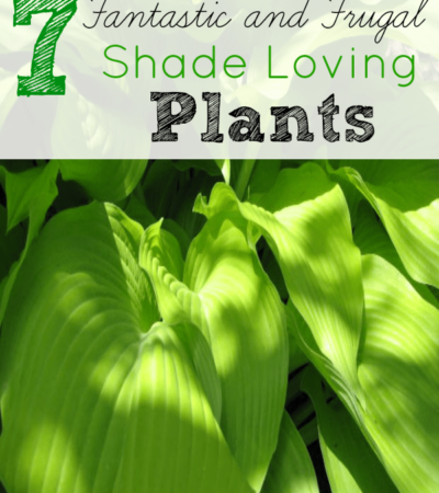 7 Frugal Shade Loving Plants