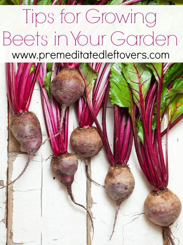 Tips for growing Beets in your garden