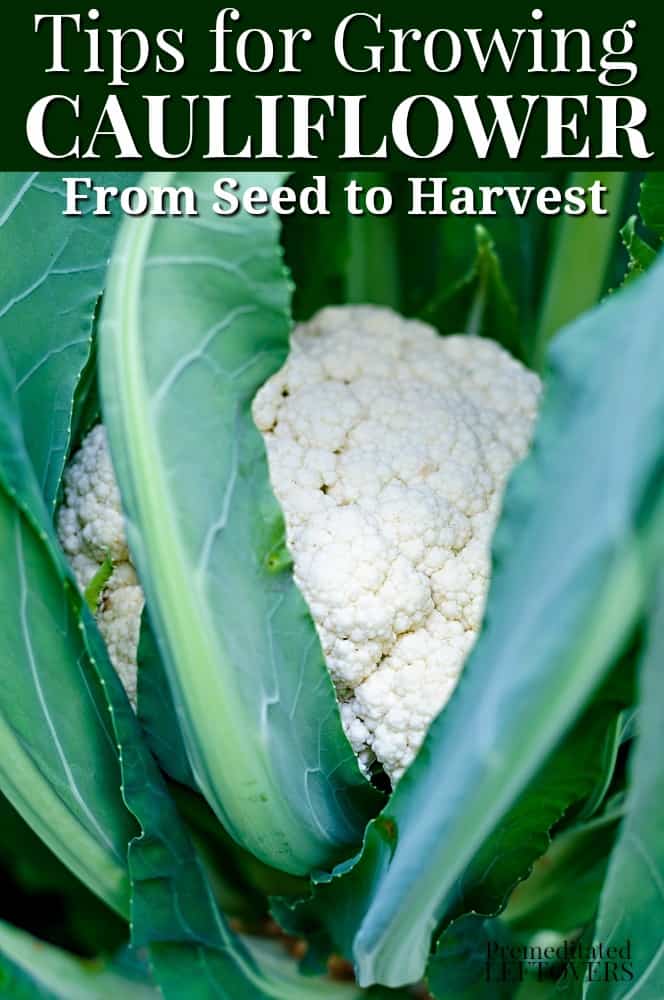 Tips for Growing Cauliflower in Your Garden, including how to start seeds, how to transplant and care for seedlings, and how harvest cauliflower.