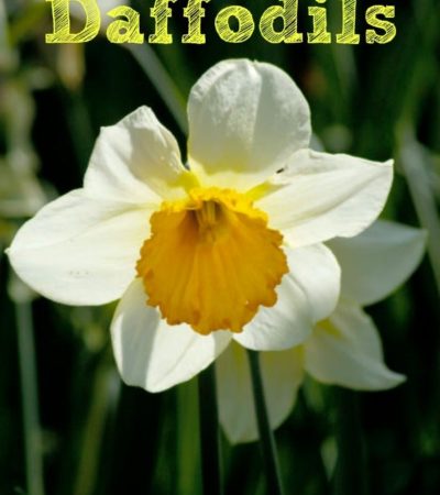 7 Tips for Growing Daffodils