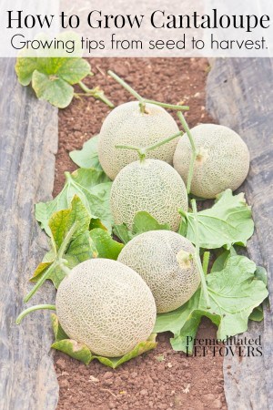 How to Grow Cantaloupe - Tips for growing cantaloupe, including how to plant cantaloupe seeds and cantaloupe seedlings, and how to harvest cantaloupe.