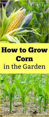 Tips for Growing Corn, including how to plant corn seeds, how to care for corn seedlings, and how to harvest corn.