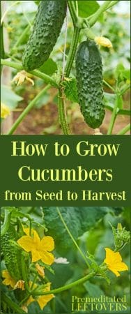 Tips for growing cucumbers, including how to plant cucumber seeds and how to transplant and care for cucumber seedlings.