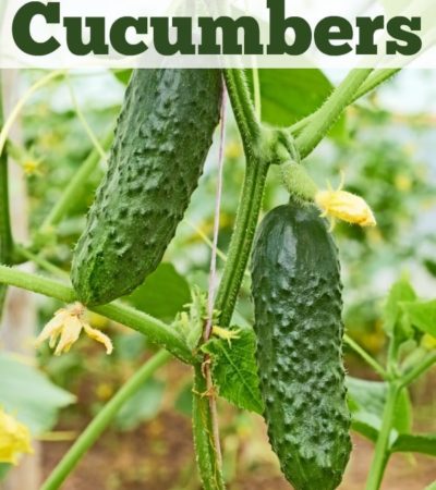 How to Grow Cucumbers - Tips for growing cucumbers, including how to plant cucumber seeds and how to transplant and care for cucumber seedlings.