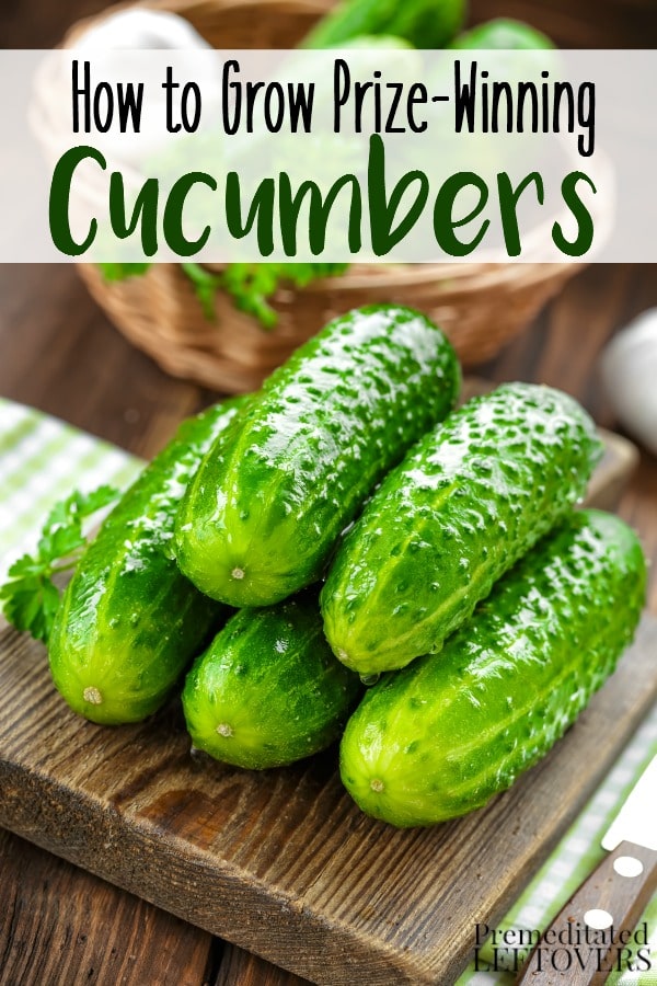 How to Grow Cucumbers in Your Garden From Seed to Harvest