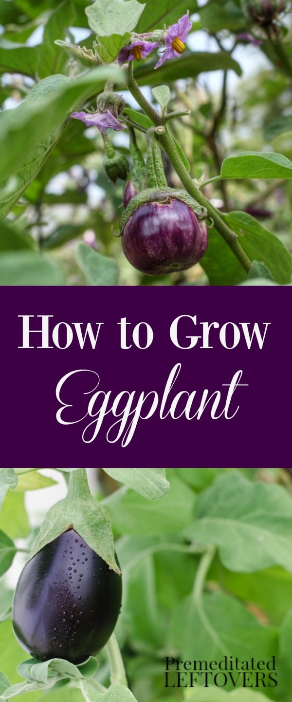 eggplant seed starting