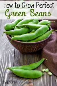 How to Grow Green Beans, including how to plant green bean seeds, how to transplant and care for green bean seedlings, and how to harvest green beans.