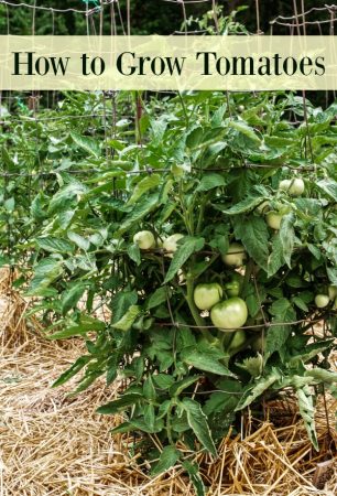 How to Grow Tomatoes in Your Garden - From Seed to Harvest