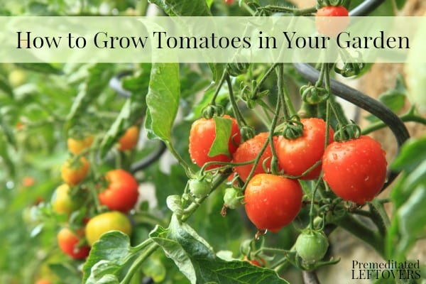 How to Grow Tomatoes in Your Garden